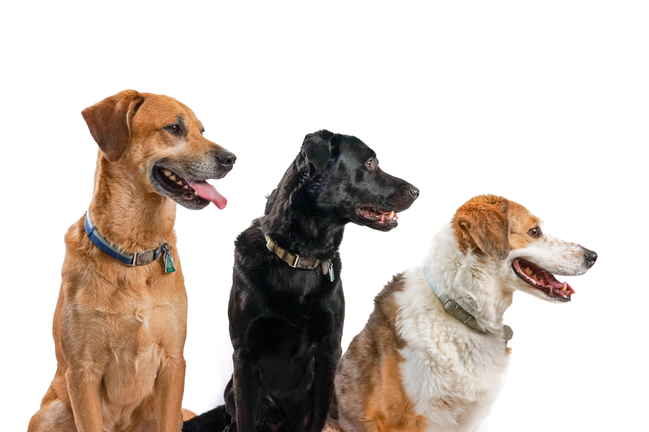 Three dogs of different breeds sitting against a white background.