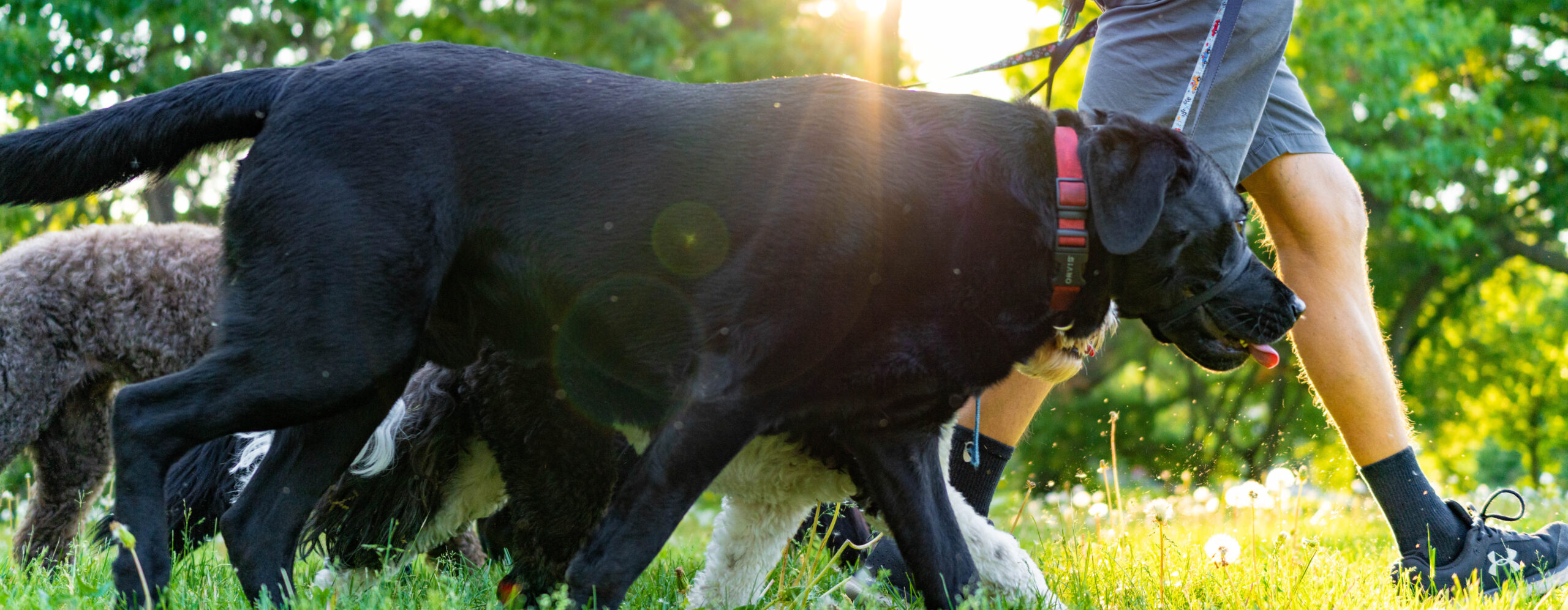 Black dog walking outdoors in the sunlight with a red collar.