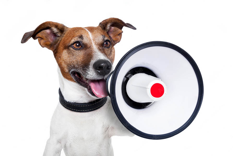 Happy dog holding a megaphone, looking excited.