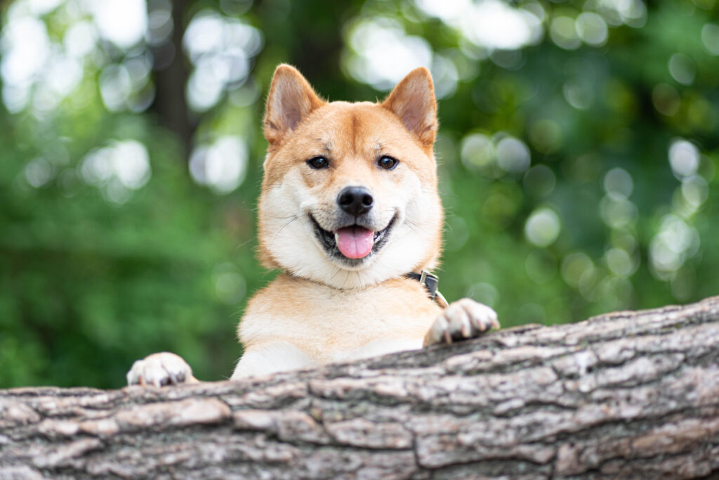 Happy Shiba Inu dog peeking over a log outdoors.